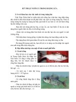 Kỹ Thuật nuôi cá ruộng lúa