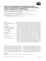 Báo cáo khoa học: Structural and functional consequences of single amino acid substitutions in the pyrimidine base binding pocket of Escherichia coli CMP kinase pdf