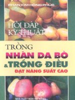 hỏi đáp kỹ thuật trồng nhãn da bò và trồng điều đạt năng suất cao