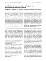 Báo cáo khoa học: Identiﬁcation of microsomal rat liver carboxylesterases and their activity with retinyl palmitate potx