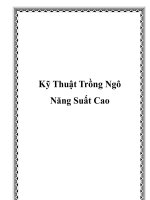 Kỹ Thuật Trồng Ngô Năng Suất Cao ppt