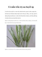 Cỏ mần trầu trị cao huyết áp potx