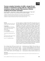 Báo cáo khoa học: Ternary complex formation of pVHL, elongin B and elongin C visualized in living cells by a ﬂuorescence resonance energy transfer–ﬂuorescence lifetime imaging microscopy technique docx