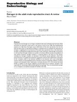 Estrogen in the adult male reproductive tract: A review ppt
