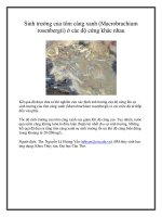 Sinh trưởng của tôm càng xanh (Macrobrachium rosenbergii) ở các độ cứng khác nhau pptx