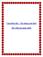 Cam thảo dây – Tác dụng cam thảo dây chữa ho giảm nhiệt pdf