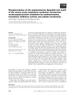 Báo cáo khoa học: Phosphorylation of the arginine/serine dipeptide-rich motif of the severe acute respiratory syndrome coronavirus nucleocapsid protein modulates its multimerization, translation inhibitory activity and cellular localization pptx