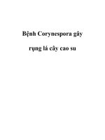 Bệnh Corynespora gây rụng lá cây cao su potx