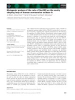 Báo cáo khoa học: Mutagenic probes of the role of Ser209 on the cavity shaping loop of human monoamine oxidase A docx