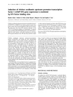 Báo cáo Y học: Induction of chicken ovalbumin upstream promoter-transcription factor I (COUP-TFI ) gene expression is mediated by ETS factor binding sites doc