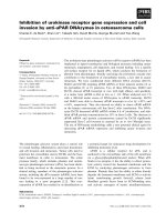 Báo cáo khoa học: Inhibition of urokinase receptor gene expression and cell invasion by anti-uPAR DNAzymes in osteosarcoma cells pot