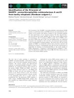 Báo cáo khoa học: Identiﬁcation of the N-termini of NADPH : protochlorophyllide oxidoreductase A and B from barley etioplasts (Hordeum vulgare L.) ppt
