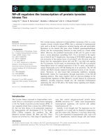 Báo cáo khoa học: NF-jB regulates the transcription of protein tyrosine kinase Tec pdf