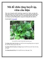 Mã đề chữa tăng huyết áp, viêm cầu thận docx