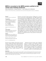 Báo cáo khoa học: MPP3 is recruited to the MPP5 protein scaffold at the retinal outer limiting membrane ppt
