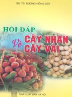 Hỏi đáp về cây nhãn cây vải ppt