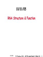 RNA Structure Function