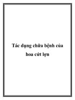 Tác dụng chữa bệnh của hoa cứt lợn ppt