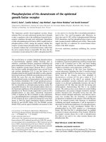 Báo cáo khoa học: Phosphorylation of Hrs downstream of the epidermal growth factor receptor docx