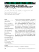 Báo cáo khoa học: Structure analysis of the ﬂavoredoxin from Desulfovibrio vulgaris Miyazaki F reveals key residues that discriminate the functions and properties of the ﬂavin reductase family pdf