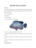 Đặc điểm sinh học cá Rô Phi pdf