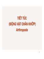 Tiết túc động vật chân khớp doc