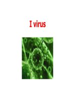Intro virus - cách nuôi intro virut