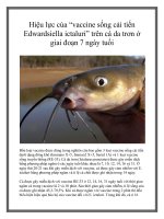 Hiệu lực của “vaccine sống cải tiến Edwardsiella ictaluri” trên cá da trơn ở giai đoạn 7 ngày tuổi pot