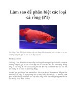Làm sao để phân biệt các loại cá rồng (P1) docx