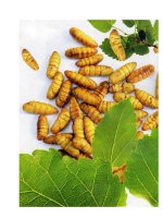 Nhộng tằm - Vị thuốc tốt cho trẻ nhỏ ppt