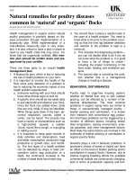 Natural remedies for poultry diseases common in ‘natural’ and ‘organic’ flocks potx