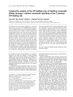 Báo cáo khoa học: by nucleotide afﬁnity cleavage: a distinct nucleotide speciﬁcity of the C-terminal ATP-binding site potx