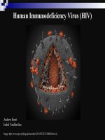 Human immunodeficiency virus (HIV)