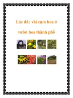 Lác đác vài cụm hoa ở vườn hoa thành phố ppt