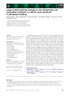 Báo cáo khoa học: Large conformational changes in the Escherichia coli tryptophan synthase b2 subunit upon pyridoxal 5¢-phosphate binding pot