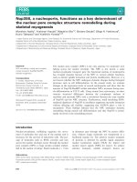 Báo cáo khoa học: Nup358, a nucleoporin, functions as a key determinant of the nuclear pore complex structure remodeling during skeletal myogenesis docx