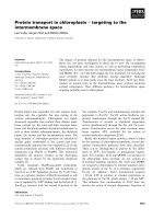Báo cáo khoa học: Protein transport in chloroplasts ) targeting to the intermembrane space pptx