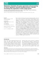 Báo cáo khoa học: Glutamine stimulates the gene expression and processing of sterol regulatory element binding proteins, thereby increasing the expression of their target genes docx