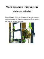 Mách bạn chiêu trồng cây cực xinh cho mùa hè ppt