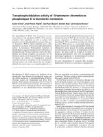 Báo cáo khoa học: Transphosphatidylation activity of Streptomyces chromofuscus phospholipase D in biomimetic membranes docx