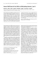 Báo cáo khóa học: Human PABP binds AU-rich RNA via RNA-binding domains 3 and 4 pdf