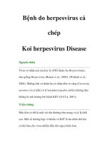 Bệnh do herpesvirus cá chép Koi -herpesvirus Disease docx