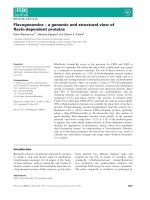Báo cáo khoa học: Flavogenomics – a genomic and structural view of ﬂavin-dependent proteins potx