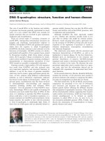 Báo cáo khoa học: DNA G-quadruplex: structure, function and human disease ´ ´ Jaime Gomez-Marquez doc