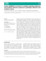 Báo cáo khoa học: Cotton GhMPK2 is involved in multiple signaling pathways and mediates defense responses to pathogen infection and oxidative stress doc