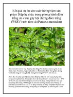 Kết quả dự án sản xuất thử nghiệm sản phẩm Diệp hạ châu trong phòng bệnh đốm trắng do virus gây hội chứng đốm trắng (WSSV) trên tôm sú (Penaeus monodon) pot