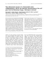 Báo cáo khoa học: Three-dimensional structure of a thermostable native cellobiohydrolase, CBH IB, and molecular characterization of the cel7 gene from the ﬁlamentous fungus, Talaromyces emersonii ppt