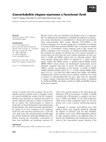 Báo cáo khoa học: Caenorhabditis elegans expresses a functional ArsA pptx
