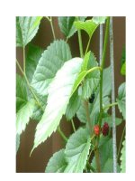 Dược thiện trị viêm phế quản docx