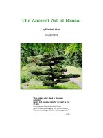 The Ancient Art of Bonsai pptx